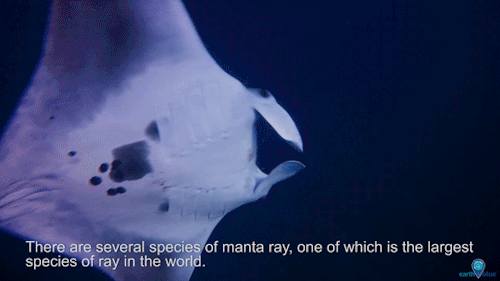 noaasanctuaries:Manta rays are frequent visitors to Flower Garden Banks National Marine Sanctuary in