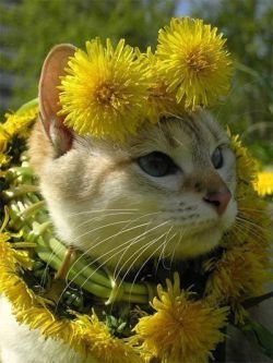 catalisst: Pretty sunshine kitty ~~ # sunshine