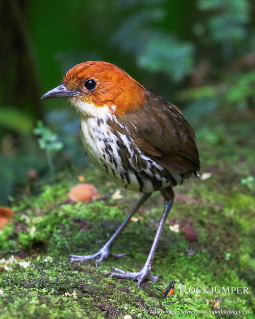 rockjumperbirdingtours: Photo of the Day - The Chestnut-crowned Antpitta (Grallaria ruficapilla) ran