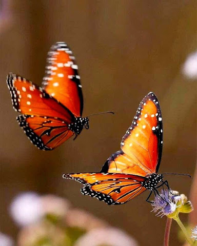 weza777:   ❥❥    