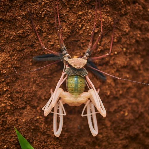 Tailless Whip Scorpion - Yercaud Forest - India Amblypygi is an ancient order of arachnid chelicerat