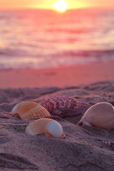 Live YOUR Dreams