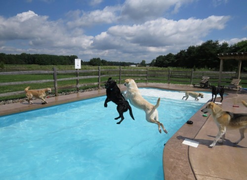 cubebreaker: Thanks to the recent addition of their own 21x41ft pool, dogs at Lucky Puppy in Maybee,