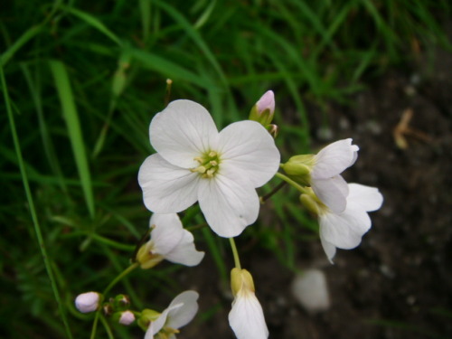 Cuckoo flower (Cardamine pratensis) - very common here in Ireland but very dainty and pretty. Before