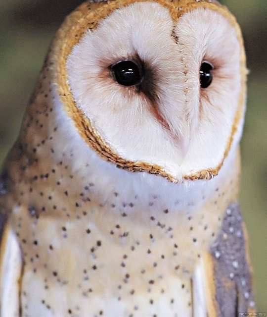 Biomorphosis &#8212; The barn owl's heart-shaped face collects sound in...