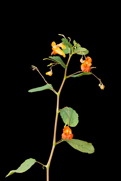 north-american-wildflowers:  Spotted-touch-me-not Impatiens capensis Native Specifically evolved to be pollinated by hummingbirds spotted-touch-me-not is named for its spring-loaded seed pods. When ripe, even the gentlest touch can cause the sensitive