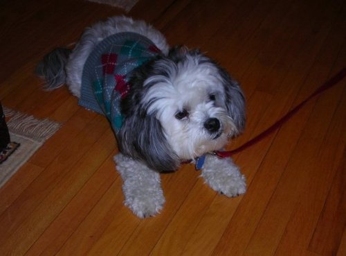 Shih Tzu + Maltese….name’s Roxy lol    :3 oh my goodness so cute and its so weird because I have a shih tzu named roxy!! haha :)) 