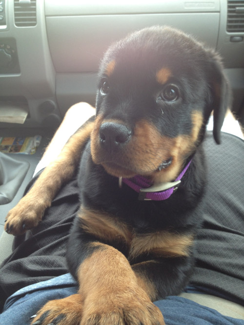 impactings:  Rotties are the best.