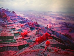 theleoisallinthemind:  Richard Mosse