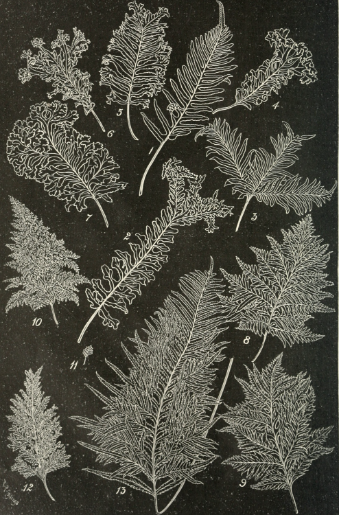 nemfrog:“Polypodium vulgare, and varieties.” The British fern gazette. March 1911.Internet Archive