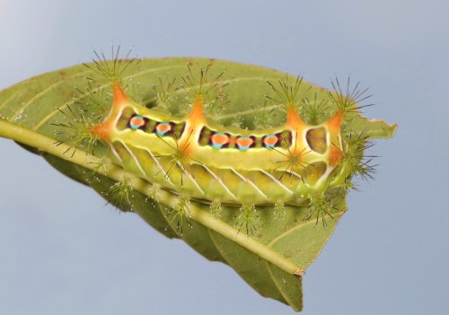 Stinging Nettle Slug Caterpillar (Cup Moth, Limacodidae)