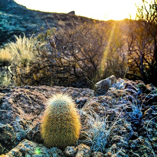 This little guy. #cactus #rocks #nature #Texas #igtexas #southwest #westtexas #life #desert #outdoor