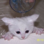 folkpunkfeline