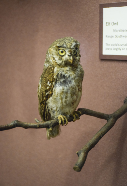 carnegiemuseumnaturalhistory: The elf owl, found from the southwestern United States to central Mexi