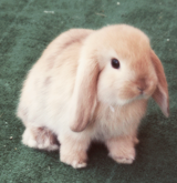 balfie:  The things i love most | Bunnies 