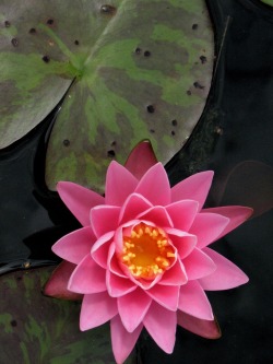 thepaintedbench:  Pink Lotus 