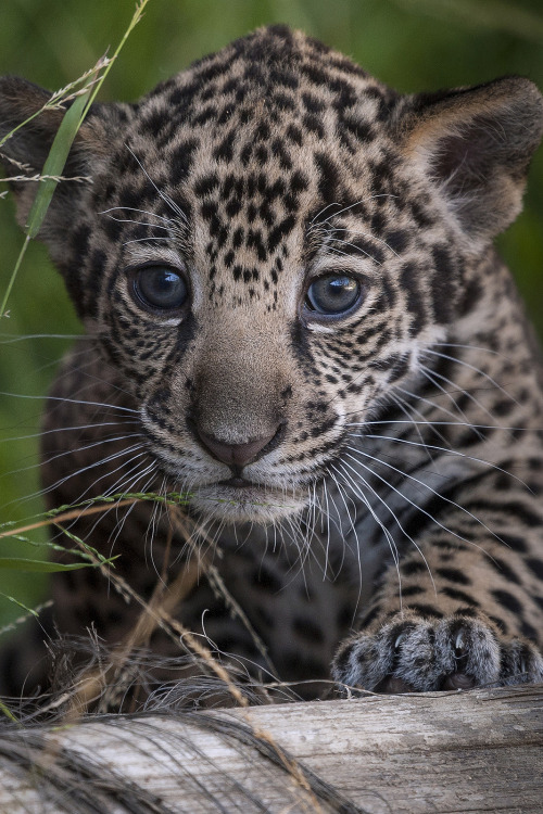 ea–rth: funkysafari:  Jaguar cub Tikal by Official San Diego Zoo   dash is dead, check out my 