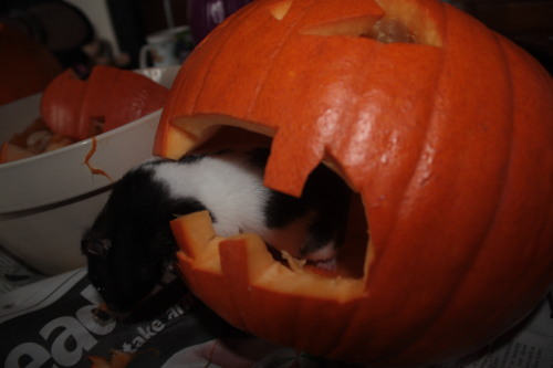 hamsters-in-pumpkins: Untitled by Katie stokes