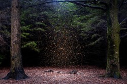 Asylum-Art:  Ellie Davies Lives In London And Works In The Woods And Forests  Of