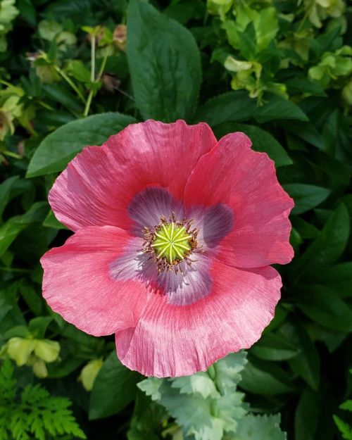 “Poppy in the East is not like Poppy in the West. Doesn’t matter anyway. All Poppies are