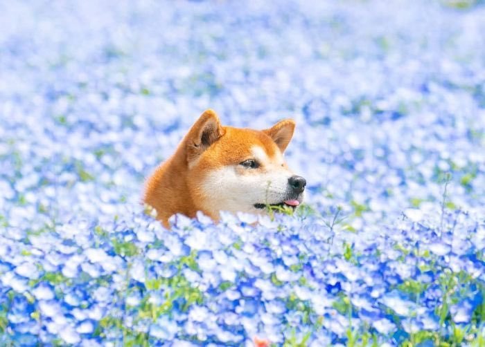 Shiba pics taken at Hitachi seaside park in Ibaraki, Japan