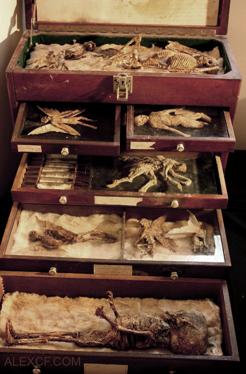 horrorandhalloween:  Specimens from the Merrylin Cryptid Museum