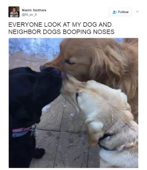 itsagifnotagif:  Dogs are too pure honestly