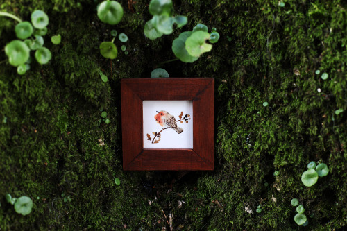 Oak gall, coal, brick, slate and alder inks, for this tiny winter Robin 