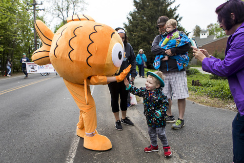 The Westford Kiwanis 50th anniversary Apple Blossom Parade on Main Street on May 12, 2018. [Wicked L