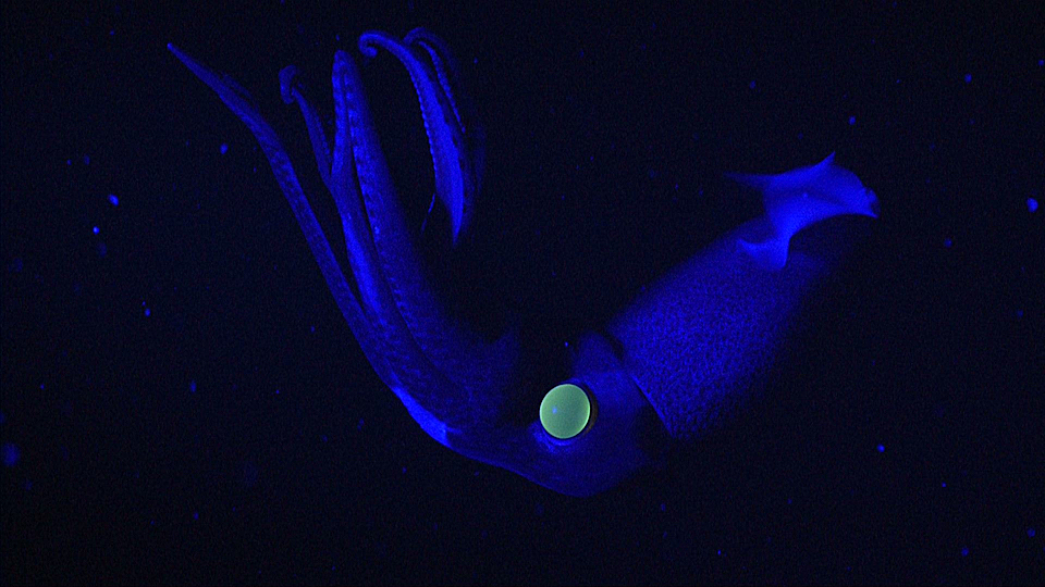 The strawberry squid illuminated by blue light. Using a special blue light mounted on the ROV, MBARI scientists were able to observe fluorescent pigments in the eye of the squid, like looking at a highlighter pen under a black light.