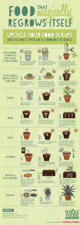 truebluemeandyou:16 Foods That Magically Regrow Themselves Save your food scraps, and regrow them in