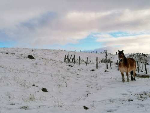 Some photos from my afternoon walks this week. Not a single noise, and the air smelled so crisp.