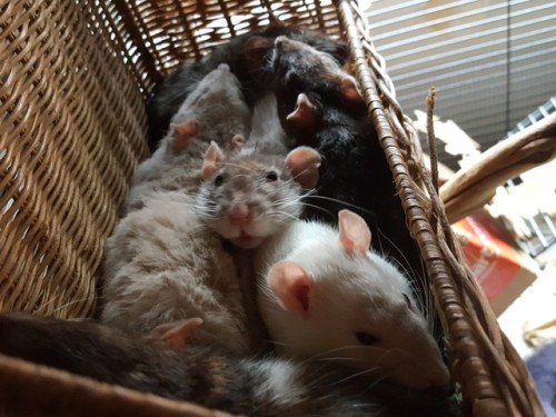 anonymousfragger: so this basket was the best 2.50 I ever spent look at them FYI there are 6 rats in this basket  Oolong, Aurora, Merida, Oleander, Hyacinth, Stitch 