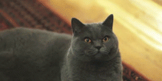Humor en GIF