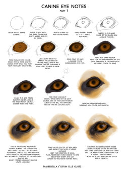 drawingden:  Canine Eye Notes pt 1 by TamberElla