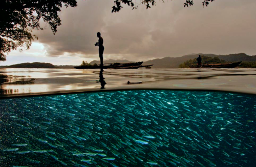 nubbsgalore:  with nearly seventy stories to his credit, david doubilet is one of national geographic’s most prolific living contributors. considered a master of water and light, his signature is the half and half image that relates the surface to