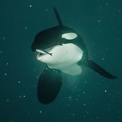 respectanimalrights:Credit © Photo by @BrianSkerry An Orca about to eat a herring in the waters