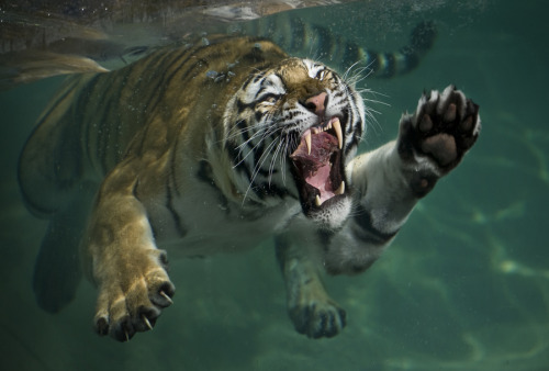 animalkingd0m:  Tiger Swim by Mukul Soman