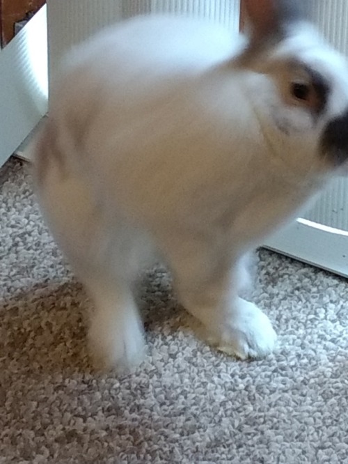 Bunnies In Motion Part 2