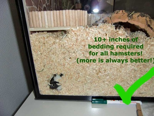 Sex 10 Steps To Care For Your Hamster (long post!) pictures