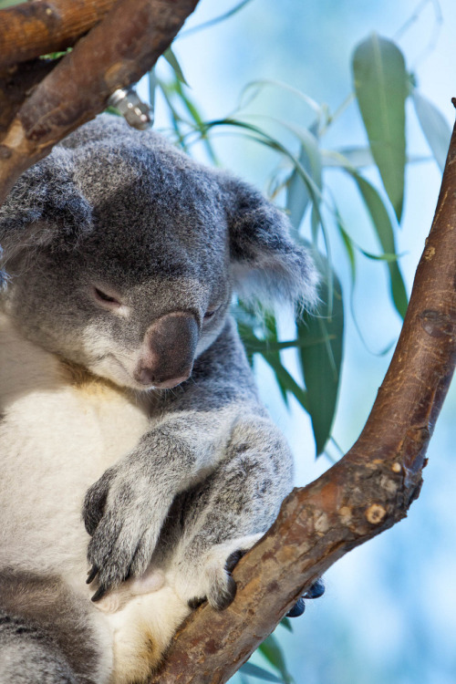 h4ilstorm:  Koala (by Linc060)