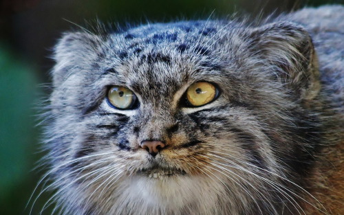 generouskittendragon:Pallas cat - Wildlife