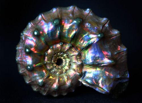 gorgeousgeology: Continuing from the very popular opalised crab claw. Lightning Ridge fossils, like 