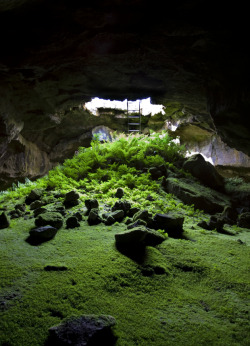 quiet-nymph:  “Fern Cave“ by van.g
