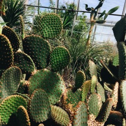 scorpiusmalfoiys:  succulents + cacti 🌵