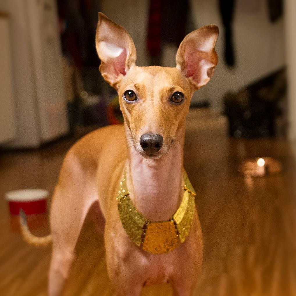 peach italian greyhound