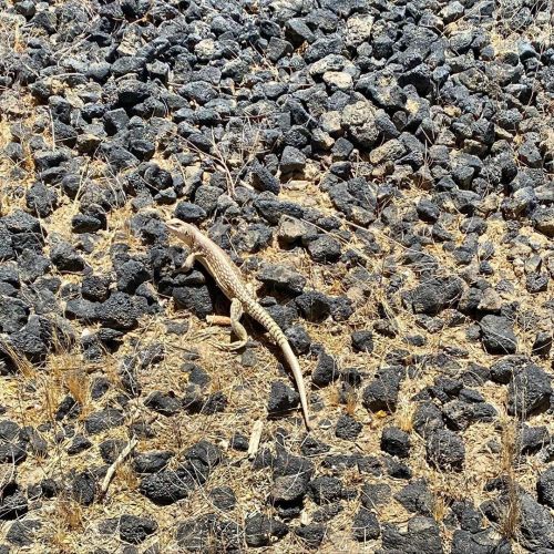 Little lizard watching you #joshuatree #nature #naturelovers (at Joshua Tree, California) https://ww