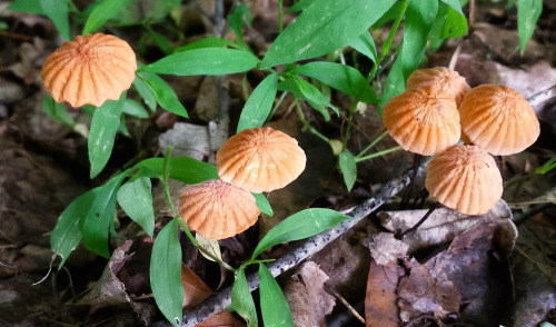 danissv:Stillwater Trail today. That one picture it looks like someone coughed up part of their lung