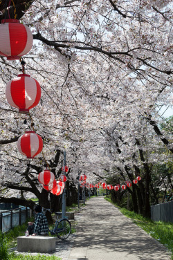 fuckyeahjapanandkorea:  塩小路通からみた鴨川の桜並木