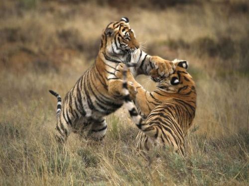 ainawgsd:Wild Cats Play Fighting